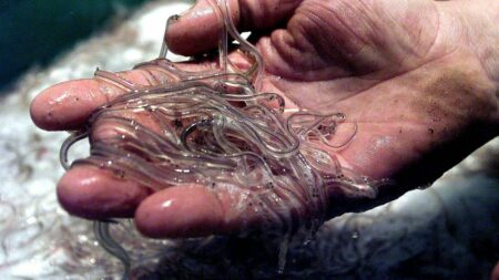 Loire-Atlantique : saisie exceptionnelle de 35 kilos de civelles braconnées en une nuit
          Deux personnes ont été interpellées, jeudi, en Loire-Atlantique, après une saisie de plusieurs dizaines de kilos de civelles, pêchées de manière illégale.