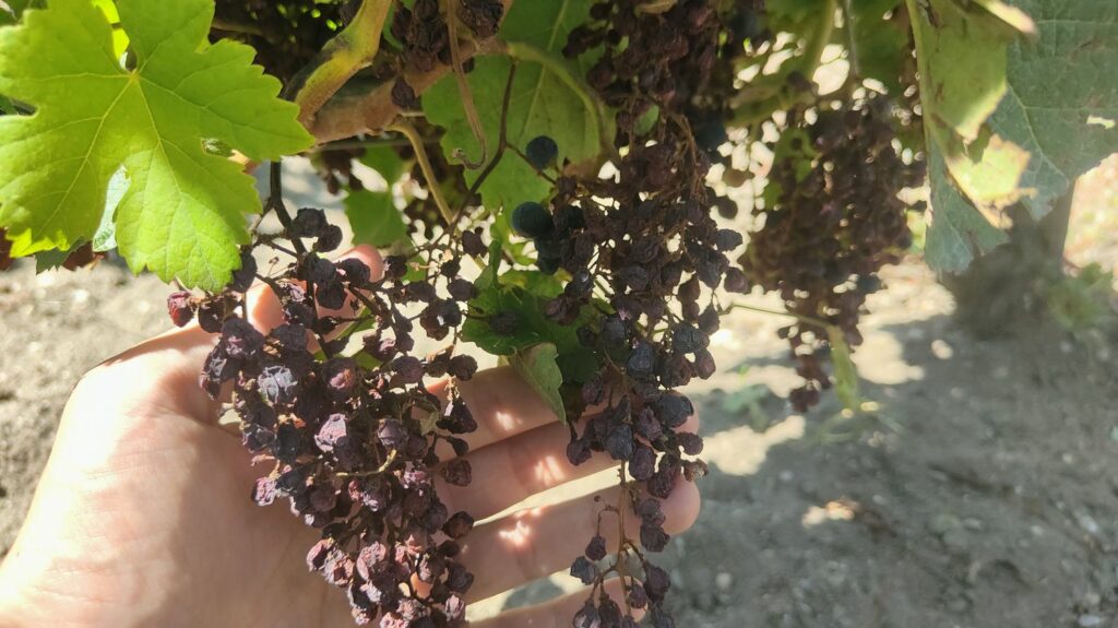 Aides pour soutenir les viticulteurs : le syndicat des vignerons indépendants salue des "annonces fortes"
          Le gouvernement a promis une aide supplémentaire de 80 millions d'euros et une prime à l'arrachage de 150 millions d'euros. "Il a pris la pleine mesure de la situation conjoncturelle dans laquelle se trouve la filière" viticole, se réjouit le syndicat.