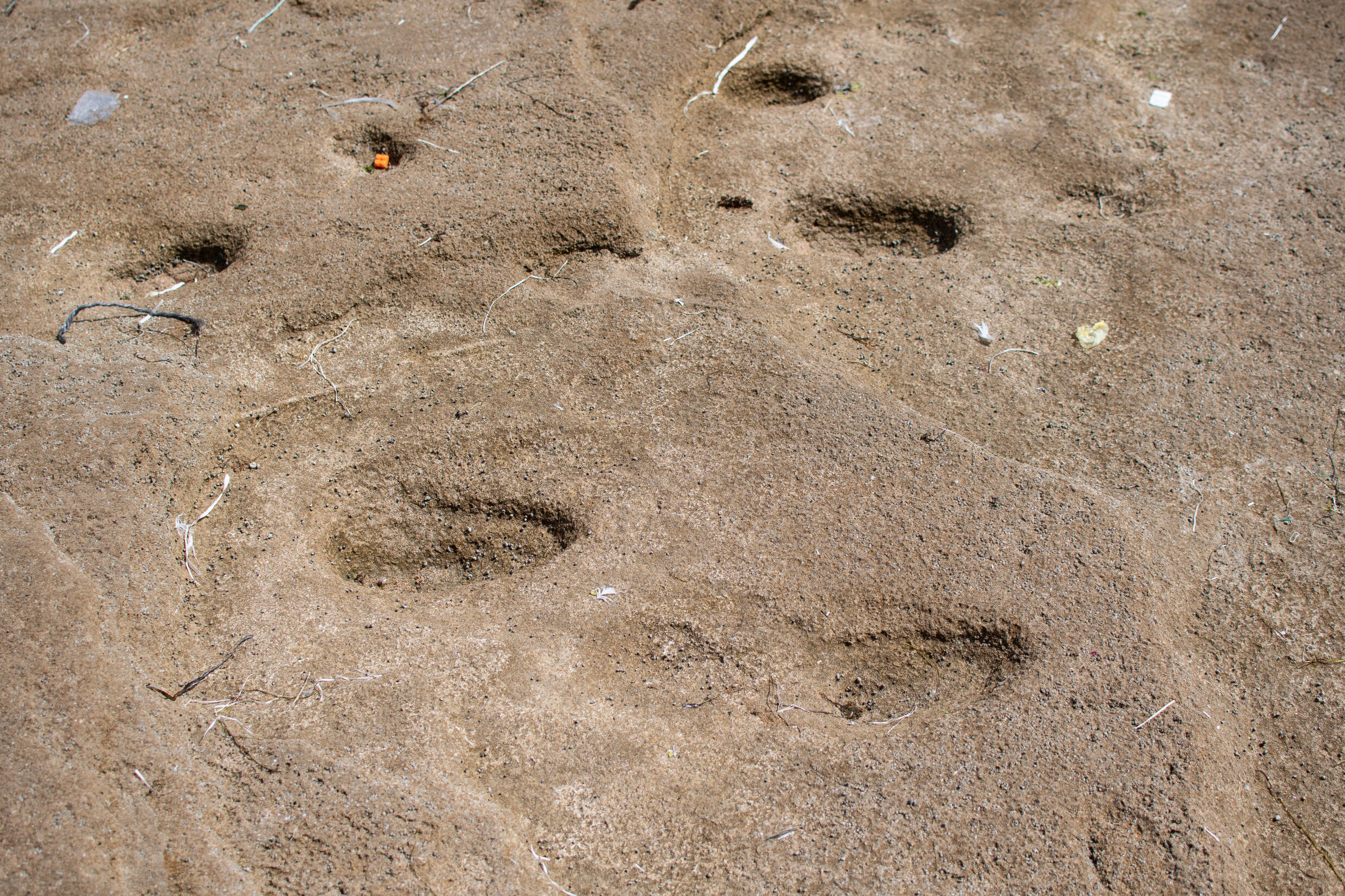 Des empreintes humaines vieilles de 100 000 ans découvertes à Larache au Maroc.