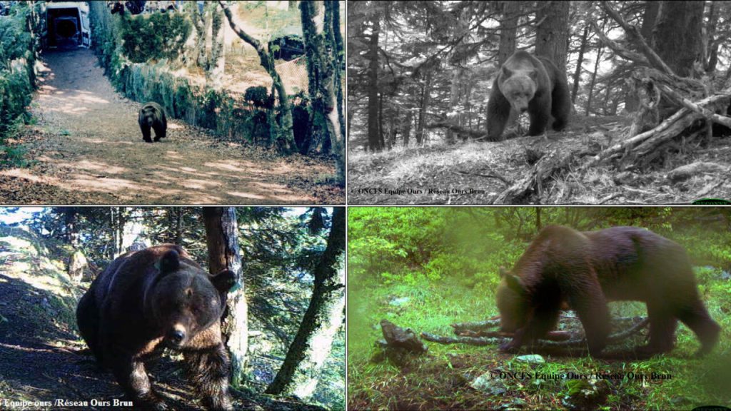 Les ours bruns, une espèce menacée, rebondissent dans les Pyrénées françaises