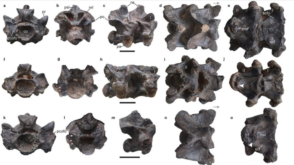 Des fossiles d'un serpent préhistorique colossal nommé Vasuki découverts en Inde
