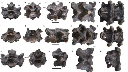 Des fossiles d'un serpent préhistorique colossal nommé Vasuki découverts en Inde