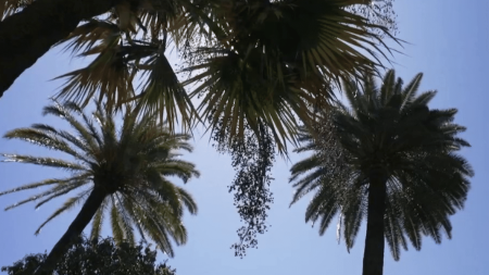 Festival de Cannes 2024 : des premières plantations à la Palme d'or, l'histoire des palmiers de la ville
          Le 13 Heures continue de vous faire découvrir tous les secrets du Festival de Cannes. Jeudi 16 mai, focus sur l'histoire des célèbres palmiers, dont les plus anciens ont été plantés il y a plus de 150 ans. Des palmiers qui ont inspiré le célèbre trophée de la Palme d'or.