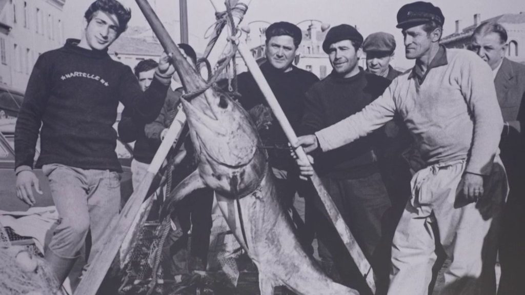 Festival de Cannes : à la rencontre des pêcheurs du petit port
          À Cannes, pendant la quinzaine du Festival, les activités de pêche battent leur plein sur le port de plaisance. Les Dubiosi, pêcheurs de père en fils, font, eux aussi, partie de la mémoire du Festival. Rencontre.