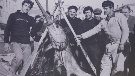 Festival de Cannes : à la rencontre des pêcheurs du petit port
          À Cannes, pendant la quinzaine du Festival, les activités de pêche battent leur plein sur le port de plaisance. Les Dubiosi, pêcheurs de père en fils, font, eux aussi, partie de la mémoire du Festival. Rencontre.