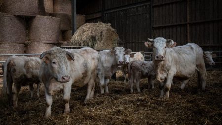 L'organisme français de surveillance de l'alimentation recherche des labels de bien-être animal pour la viande, les produits laitiers et les œufs L'organisme français de surveillance de l'alimentation recherche des labels de bien-être animal pour la viande, les produits laitiers et les œufs
