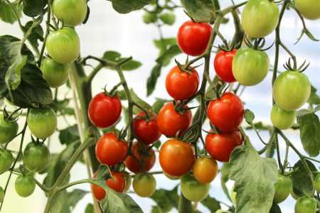 Recettes de cuisine écologiques : allier plaisir et respect de l'environnement