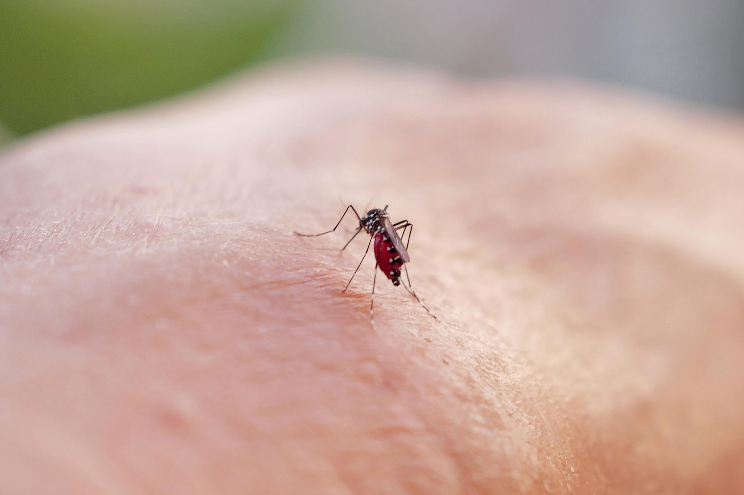 À l’approche des Jeux olympiques de Paris 2024, la campagne visant à freiner la propagation du moustique tigre est en cours, car l’augmentation de la population olympique pourrait contribuer à la propagation de maladies transmises par les moustiques, comme la dengue.