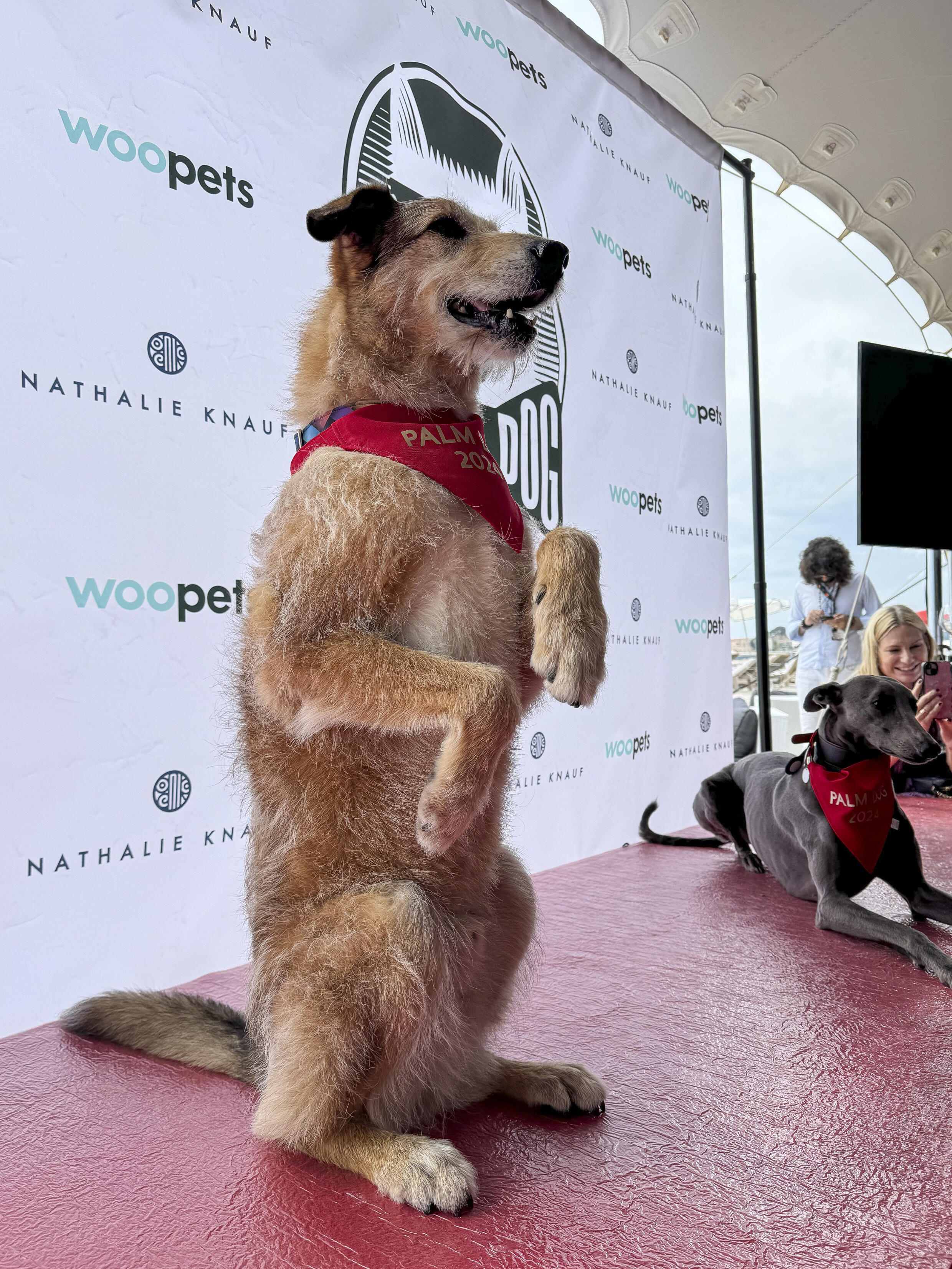 Kodi, à gauche, qui joue Cosmos dans le film « Dog on Trial », remporte le prix Palm Dog au 77e festival international du film de Cannes, dans le sud de la France, le vendredi 24 mai 2024.