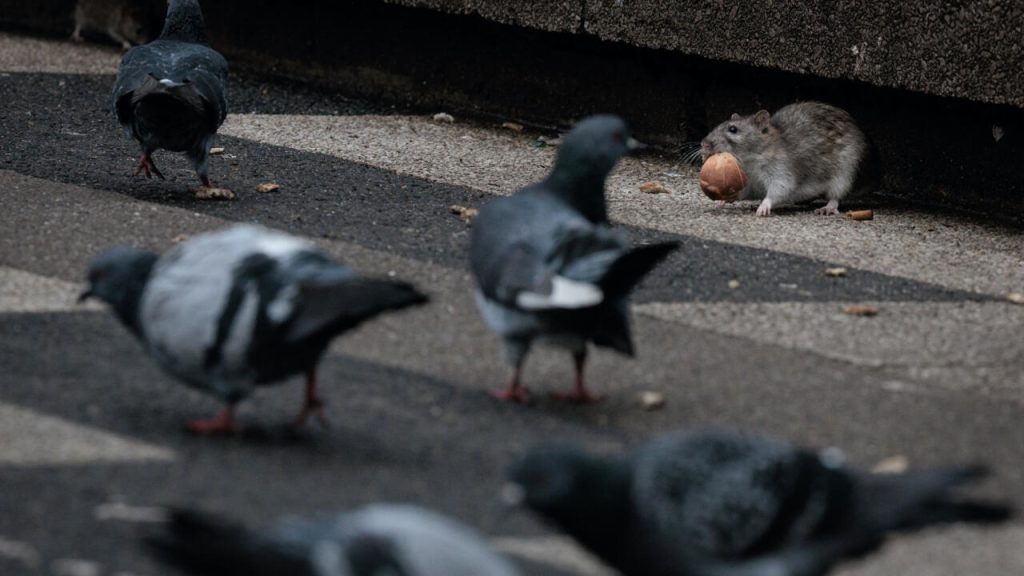 "Au revoir Ratatouille", dit la lutte antiparasitaire à Paris avant les Jeux olympiques