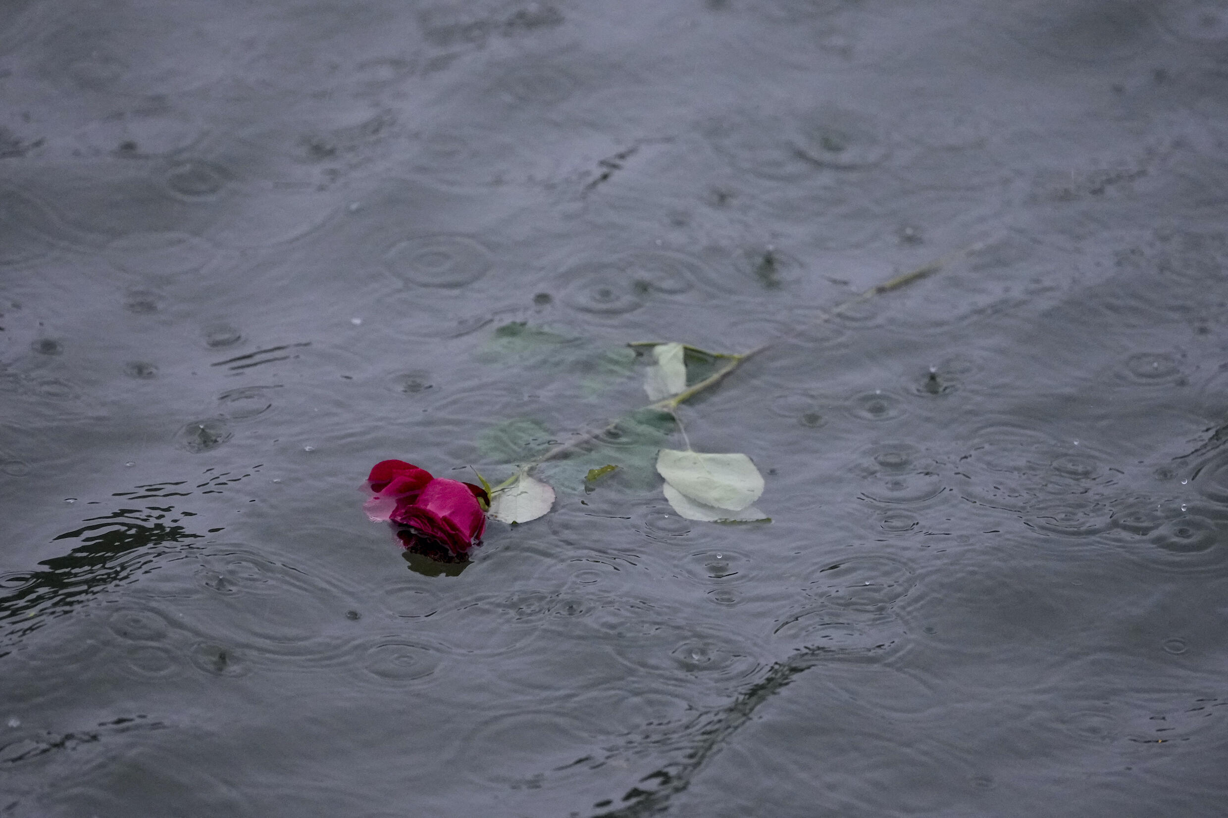 Une rose flotte sur la Seine à Paris, lors de la cérémonie d'ouverture des Jeux olympiques d'été de 2024, le 26 juillet 2024.