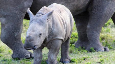 Le zoo de Montpellier célèbre la naissance d'un bébé rhinocéros blanc