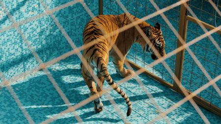 "Tigresse" : un couple dans la tourmente sur les traces d'une tigresse échappée d'un zoo