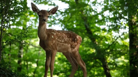 Le nouveau film "Bambi" critiqué par une association de défense des animaux
          L'association Projet Animaux Zoopolis (PAZ) lance une pétition pour demander la déprogrammation d'une avant-première à Montreuil. Elle accuse la production d'avoir fait appel à des dresseurs d'animaux sauvages.