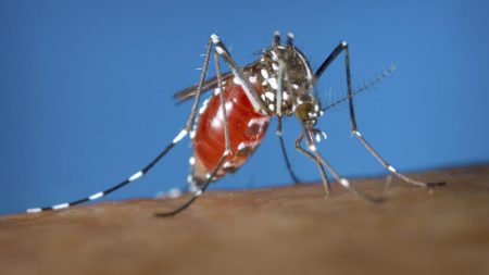 Les transmissions locales de la dengue atteignent un niveau record en France