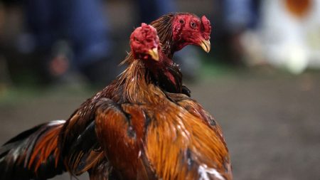 Crainte des éleveurs face au durcissement de la législation sur les combats de coqs dans le Nord :
Reportage
"On a toujours vécu avec cette crainte" : dans le Nord, un possible durcissement de la législation sur les combats de coqs n'étonne pas les éleveurs