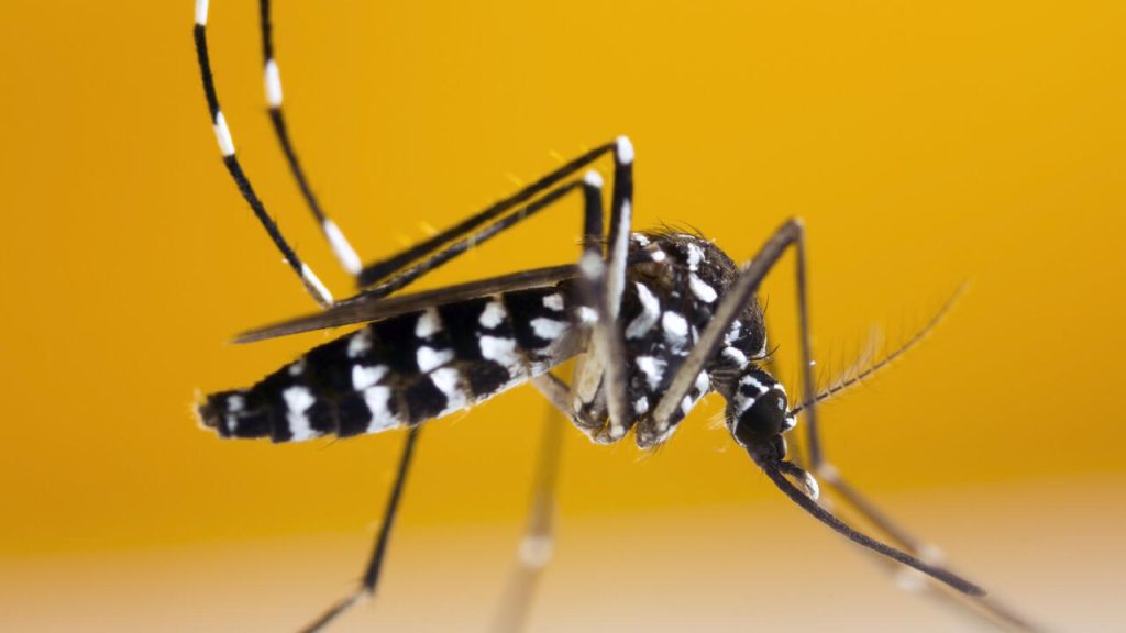La Guadeloupe, territoire français d'outre-mer, déclare une épidémie de dengue