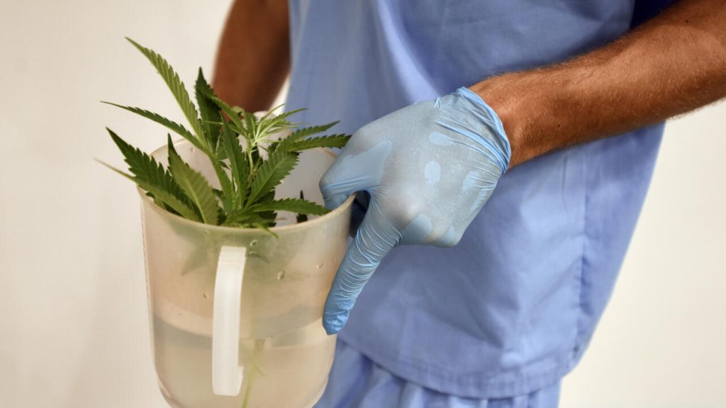 La France prolonge les essais cliniques sur le cannabis médical pour aider les patients à trouver des alternatives