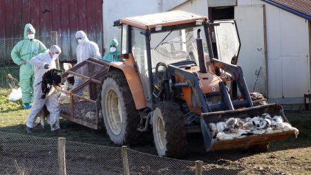 La France signale une épidémie de grippe aviaire quelques semaines seulement après avoir déclaré son statut indemne de virus