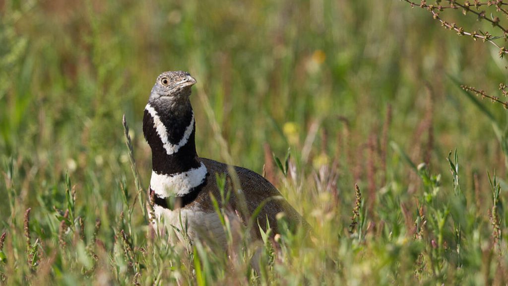 Outardes porte-bonheur : l'habitat d'oiseaux rares sauvé alors que les juges français bloquent les méga-bassins