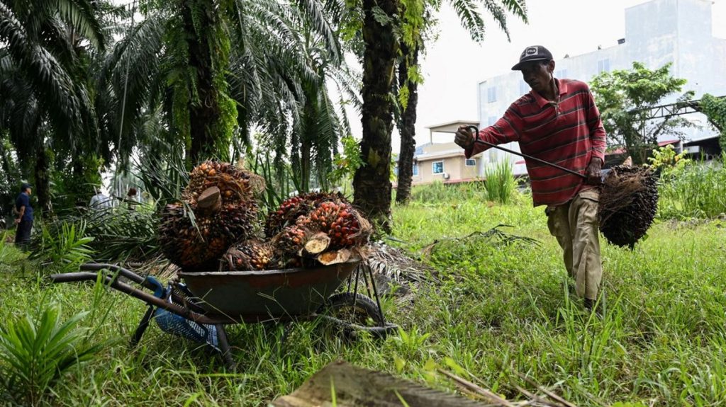 :
    le dernier publié



  

    
      
    
    
    Une entreprise malaisienne recycle les fruits des palmiers à huile pour fabriquer des batteries de voitures électriques

          D'un point de vue environnemental, l'huile de palme a mauvaise presse depuis de nombreuses années, considérée comme une menace pour la biodiversité et comme responsable de la déforestation.
    
    
          Diffusé le 11/12