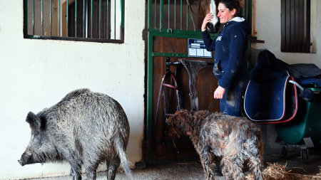 :
    le dernier publié



  

    
      
    
      

  

  
    
    Dans l'Aube, une femme se bat pour garder une sanglier femelle nommée "Rillette", recueillie l'année dernière

          L'histoire de Rillette a touché le cœur de nombreuses personnes à travers la France et le monde. Une marche blanche est prévue samedi pour que l'animal soit maintenu dans la famille, avant une décision de justice prévue lundi.
    
    
          Diffusé le 10/01
                      
        2min