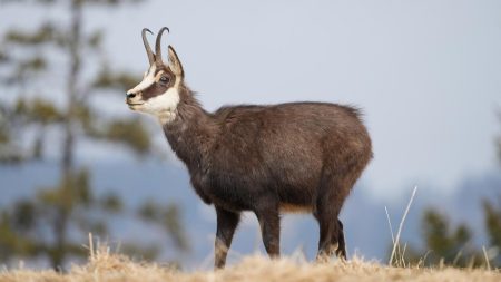 Brigitte Bardot dénonce le "massacre" des Chamois alors que le Doubs approuve l'abattage de 594 animaux