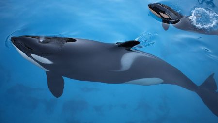 Fermeture Marineland : One Voice appelle le gouvernement à créer des sanctuaires pour orques Fermeture de Marineland : One Voice somme le gouvernement de trouver des solutions de sanctuaire pour les orques