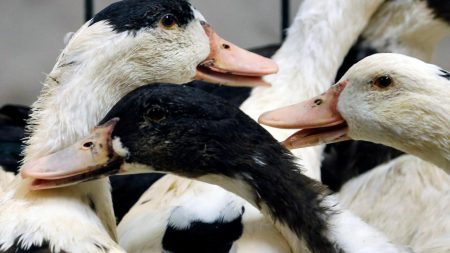 La France peut reprendre ses exportations de volailles vers les États-Unis et le Canada après la levée de l'interdiction de la grippe aviaire