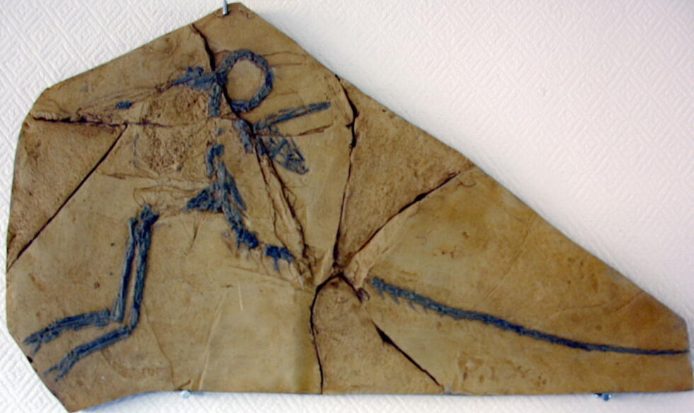 Un fossile de Compsognathus, un petit dinosaure carnivore bipède qui vivait il y a 140 millions d'années, découvert à Canjeurs, dans le sud de la France, dans les années 1970.