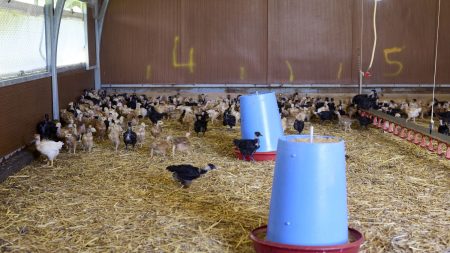 Assemblée approuve projet de loi agricole, dernier vote prévu jeudi au Sénat L'Assemblée adopte largement le projet de loi d'orientation agricole avant un dernier vote jeudi au Sénat