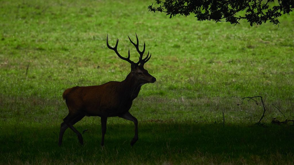 "Ils l'ont massacré" : le réalisateur Luc Besson annonce porter plainte après l'intrusion de chasseurs sur sa propriété pour y tuer un cerf