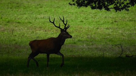 "Ils l'ont massacré" : le réalisateur Luc Besson annonce porter plainte après l'intrusion de chasseurs sur sa propriété pour y tuer un cerf
