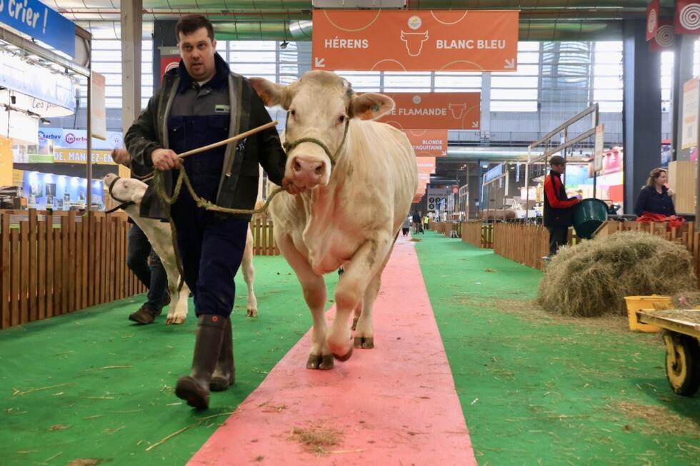 Les vaches bénéficient d'un traitement sur le tapis rouge à la foire annuelle de l'agriculture à Paris, 21 février 2025.