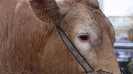 Salon de l’Agriculture 2025 : vers une édition plus sereine ? Salon de l'agriculture : une édition 2025 moins agitée ?