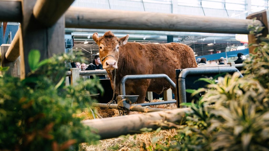 "C'est sympa mais il y a peu de retombées" : pourquoi certains éleveurs de vaches boudent le Salon de l'agriculture cette année