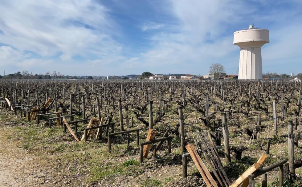 Vineyard à Chateau Haut-Brion, Bordeaux. 18 mars 2025.