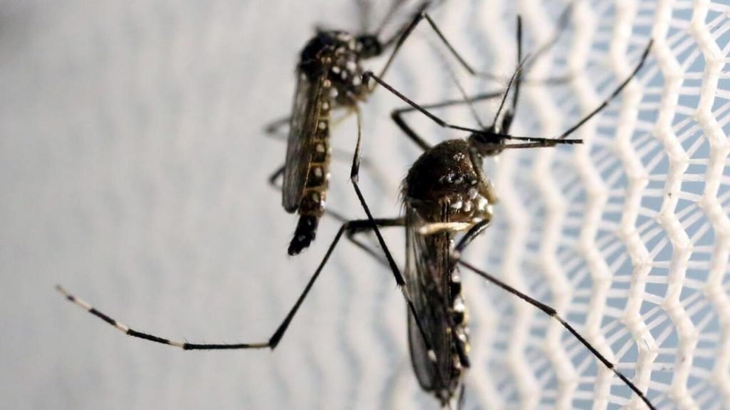 Alerte de l'île de la Réunion après Spike dans la maladie de Chikungunya