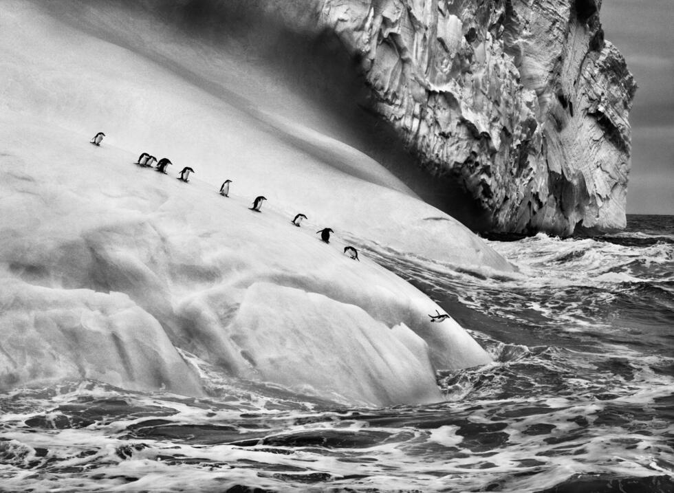 Pinguins-de-Barbicha em um iceberg, ilhas sandwich do sul, 2009 Coleção MEP, Paris. Doação de Sebastião Salgado E Lélia Wanick Salgado EM 2018.
