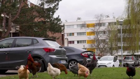 Villiers-le-Bel : Un berger élève ses animaux en cité Villiers-le-Bel : un berger élève ses animaux dans la cité