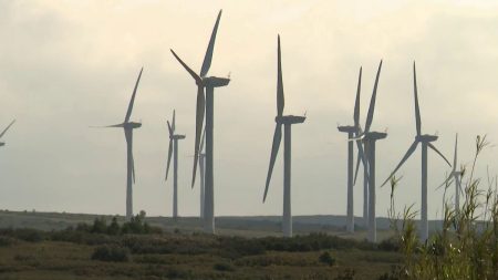 Hérault : EDF Renouvelables condamné au pénal pour la mort d'oiseaux protégés, tués par des pales d'éoliennes