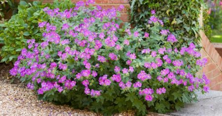 Cette plante élue « plante du siècle » en 2025 ne demande aucun entretien et offre une floraison spectaculaire