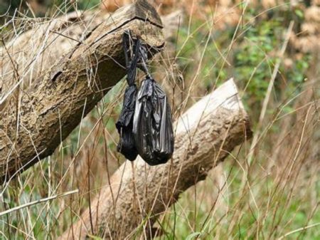 Si vous voyez ces sacs noirs sur un arbre, fuyez