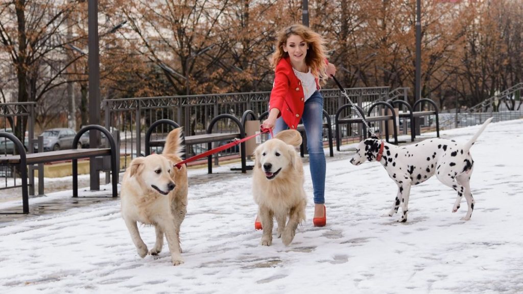 Voici combien de temps, il faut réellement à un chien pour oublier son maître, selon les scientifiques