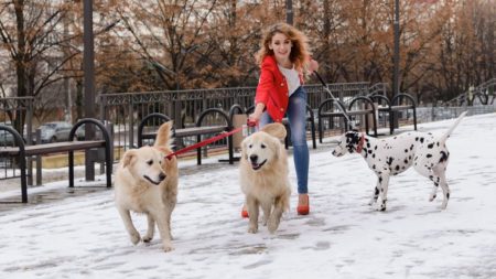 Voici combien de temps, il faut réellement à un chien pour oublier son maître, selon les scientifiques