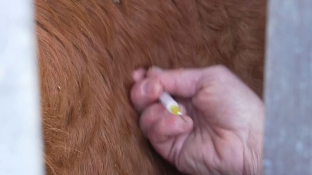 Dermatose nodulaire : vaccination à grande échelle démarrée, Ariège prioritaire Dermatose nodulaire : la vaccination à grande échelle a débuté, l'Ariège prioritaire